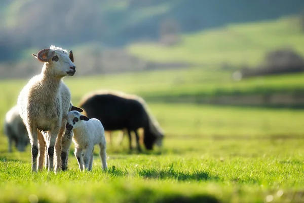 Pasoucí se ovce na poli — Stock fotografie