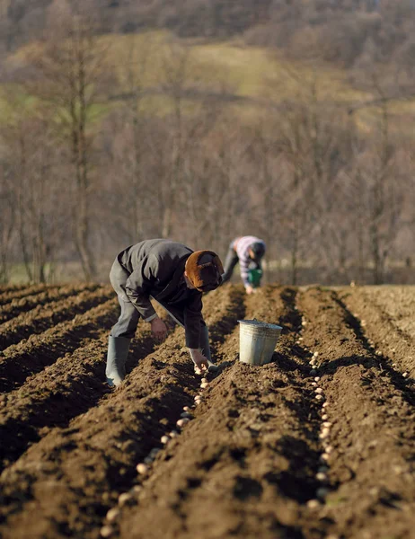 Homens semeando plantas em sulcos — Fotografia de Stock