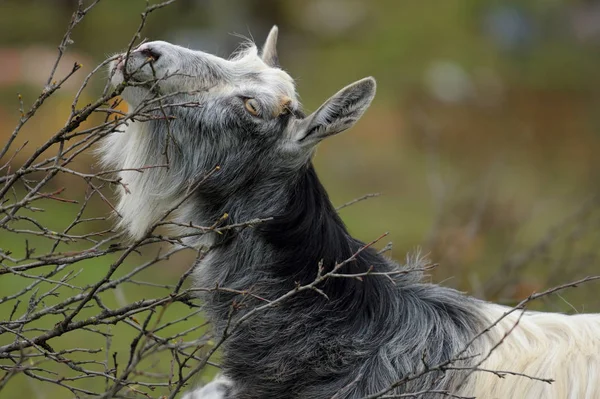 Старые овцы едят ветви Лицензионные Стоковые Фото