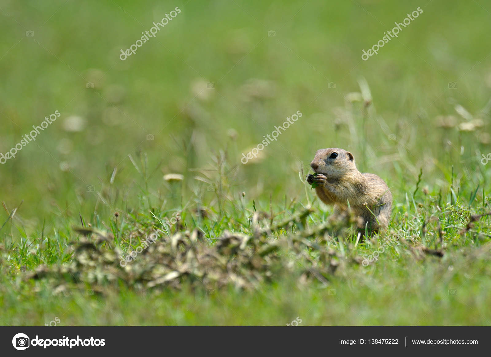Prairie dog eating in field — Stock Photo © costasd68 138475222
