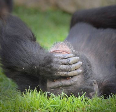 Yerde yatan şempanze