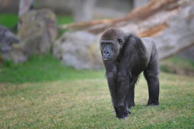 Dişi goril yürüyüş