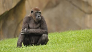 Yerde oturan büyük şempanze