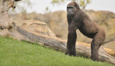 Dişi goril yürüyüş