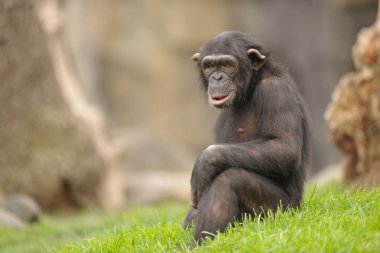 Yerde oturan büyük şempanze