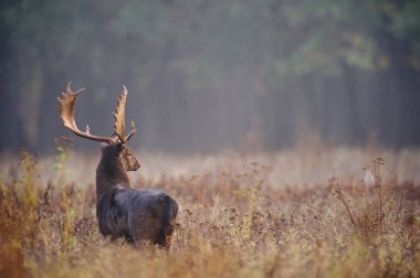 Deer in tallgrass field clipart