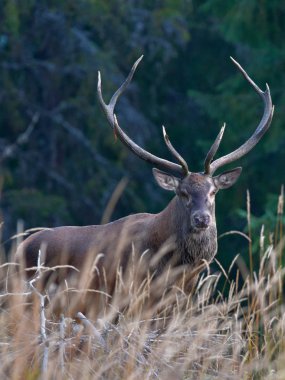 Orman kenarında yürüyüş geyik
