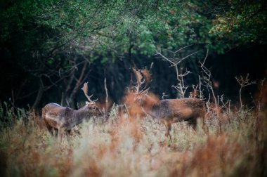 Deer fighting on tallgrass field clipart