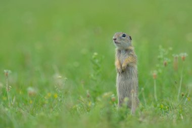 Arka ayakları üzerinde duran Çayır köpeği