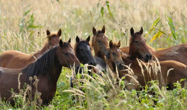 Sahada ayakta at sürüsü