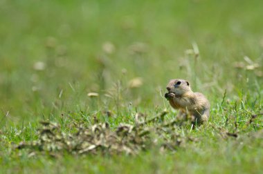 Çayır köpeği'ni alanında yemek
