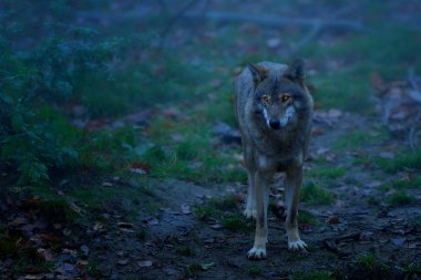 Gri kurt önden görünümü