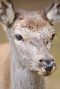 Geyik görünümü kapatın