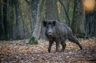 Yaban domuzu ormanda yürüyüş