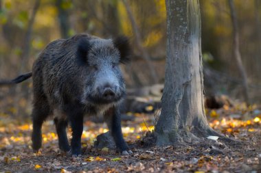 Yaban domuzu ormanda yürüyüş
