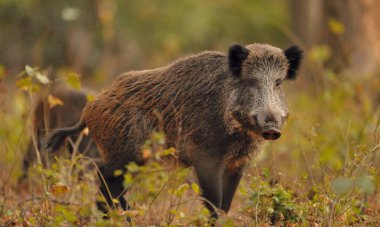 Yaban domuzu ormanda yürüyüş