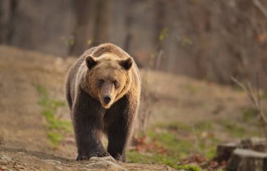Kahverengi ayı orman kenarında yürüyüş