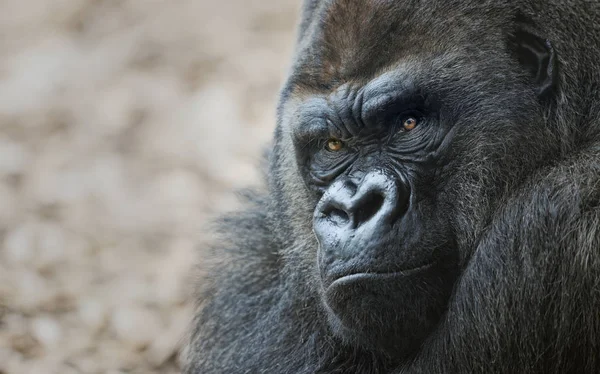Nahaufnahme Porträt eines männlichen Gorillas — Stockfoto