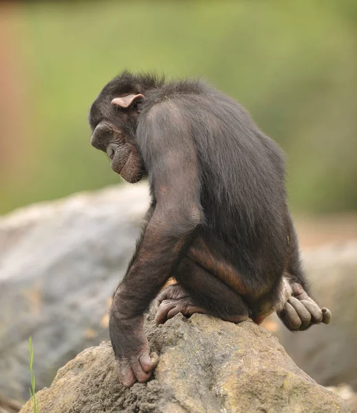 Duże szympansa siedzący na skale — Zdjęcie stockowe