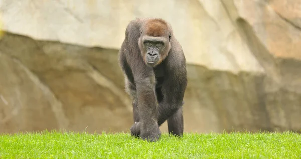 Gorille femelle marche — Photo