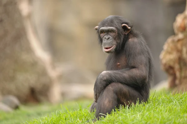 Big chimpanzee sitting on ground