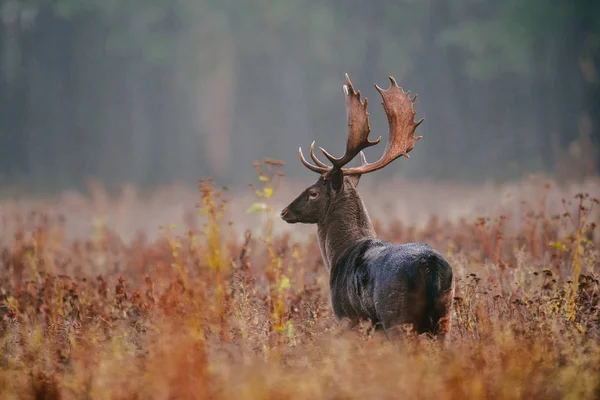 Rehe im Hochgrasfeld — Stockfoto