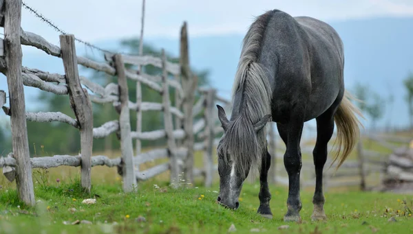 Cavallo che mangia erba — Foto Stock