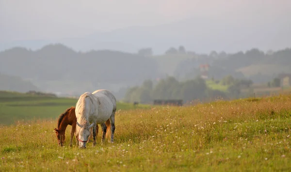 Cavalli che mangiano erba — Foto Stock