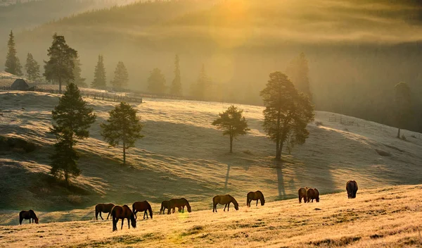 Mandria di cavalli al pascolo sul prato collinare — Foto Stock