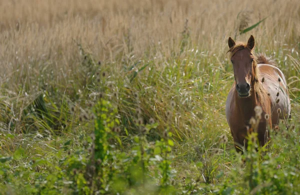 Horse walking on green field