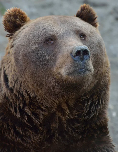 Retrato de oso marrón grande —  Fotos de Stock