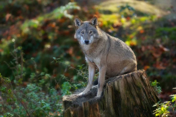 Šedý vlk seděl na pařezu — Stock fotografie