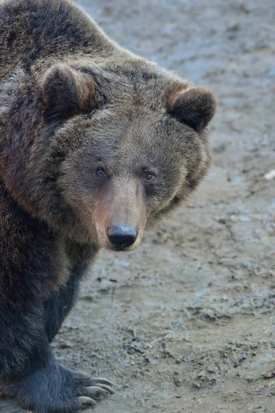Retrato de oso marrón grande —  Fotos de Stock