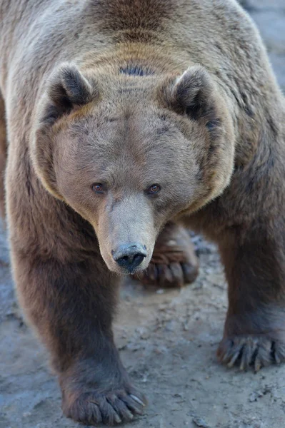 Retrato de oso marrón grande —  Fotos de Stock