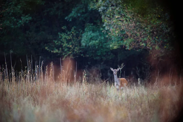 Ciervo caminando en el borde del bosque — Foto de Stock