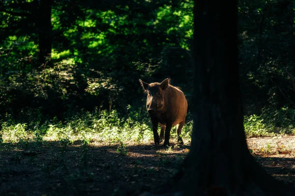 Cinghiale che cammina nella foresta — Foto Stock