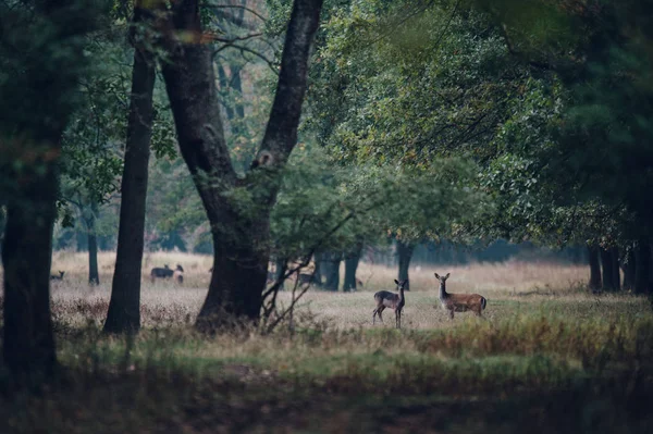 alan üzerinde otlatma geyik