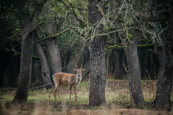 Cerfs marchant sur le bord de la forêt — Photo