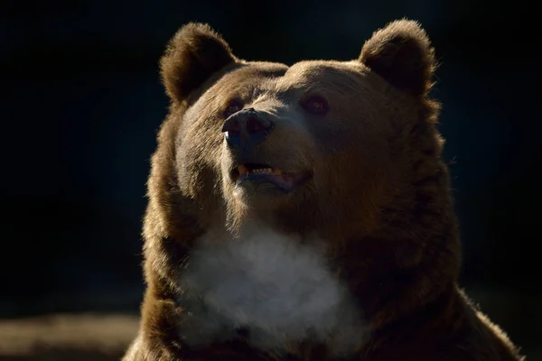 Retrato de oso marrón grande — Foto de Stock