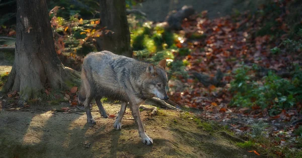 Šedý vlk, procházky v lese — Stock fotografie