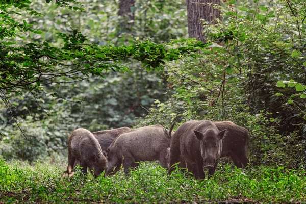 Wilde zwijnen wandelen in het bos — Stockfoto