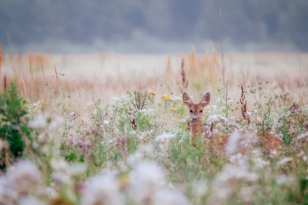 Cervo in piedi nel campo di erba alta — Foto Stock