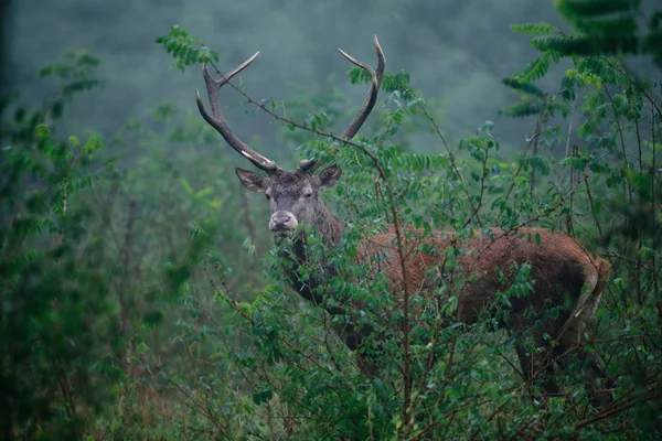 Deer stojí v lese — Stock fotografie