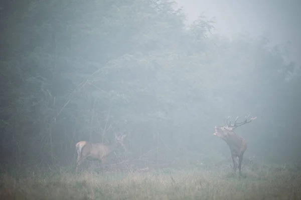 站在森林边缘的两只鹿 — 图库照片
