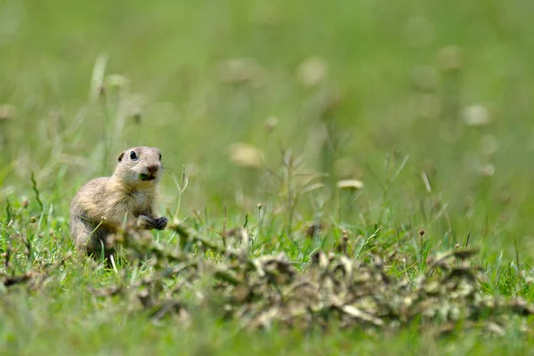 Chien de prairie mangeant dans le champ — Photo