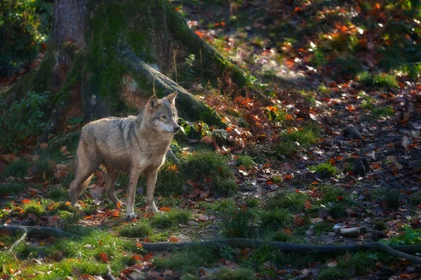 Šedý vlk stál v podzimním lese — Stock fotografie