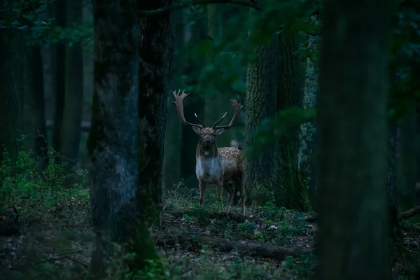 Ormanda geyik ayakta