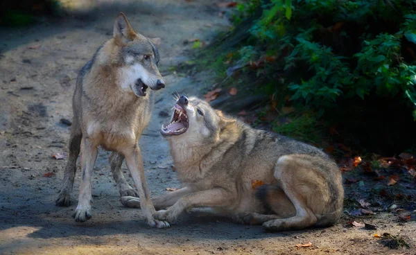 Dwa wilki grając agresywnie — Zdjęcie stockowe