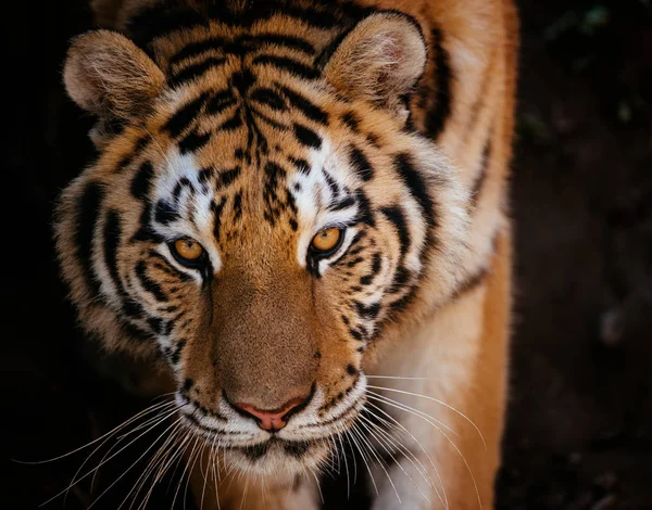 Tiger portresi Önden Görünüm