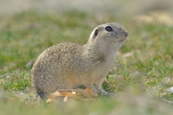 Prairiehond in veld — Stockfoto